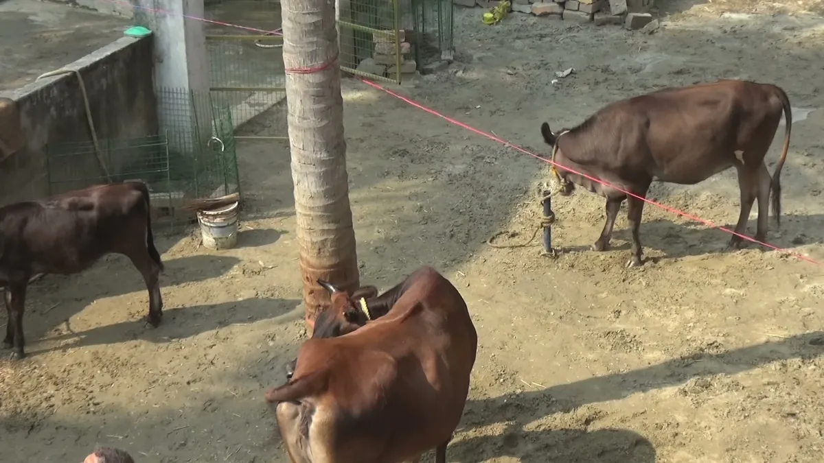 Indigenous Cow Breeds — Narahari Dham, Prachin Mayapur, Nabadwip