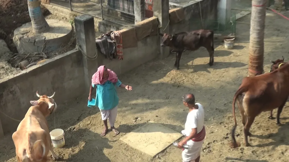 Goumata resting in the Goshala