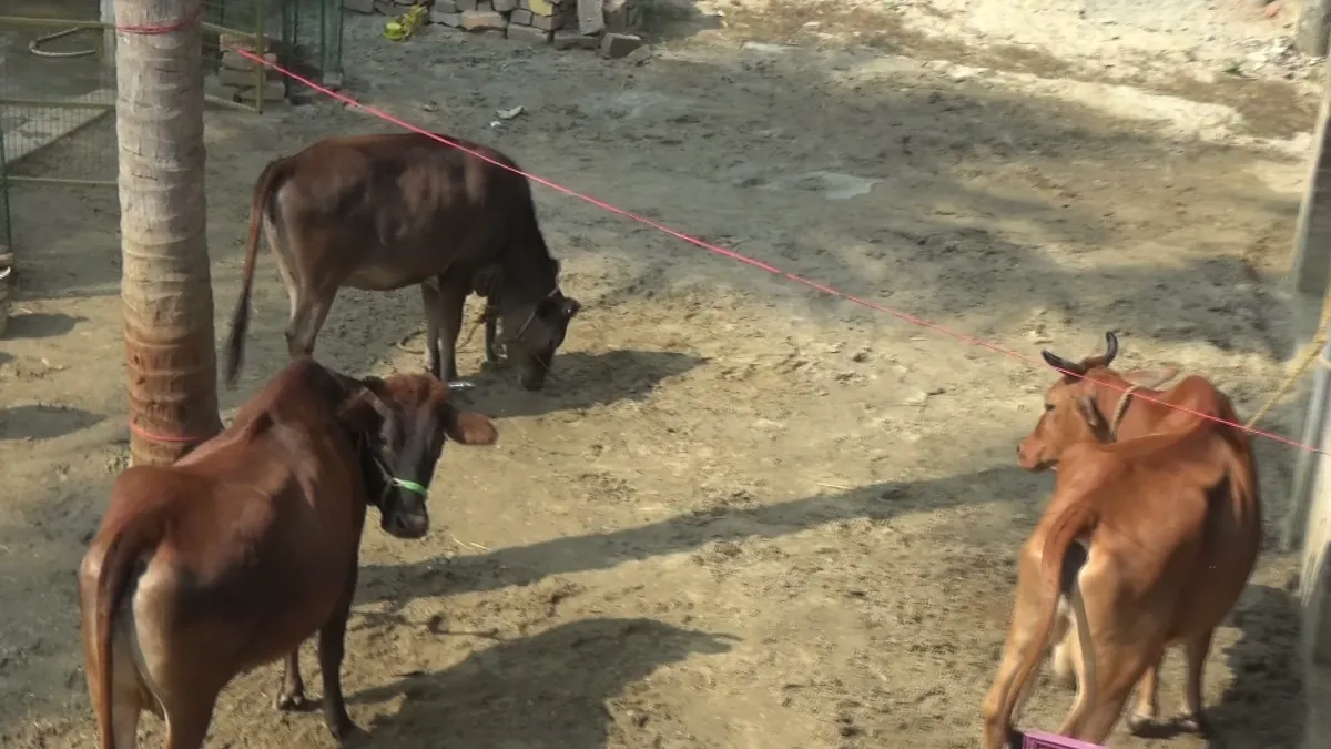 Feeding Goumata at Narahari Dham