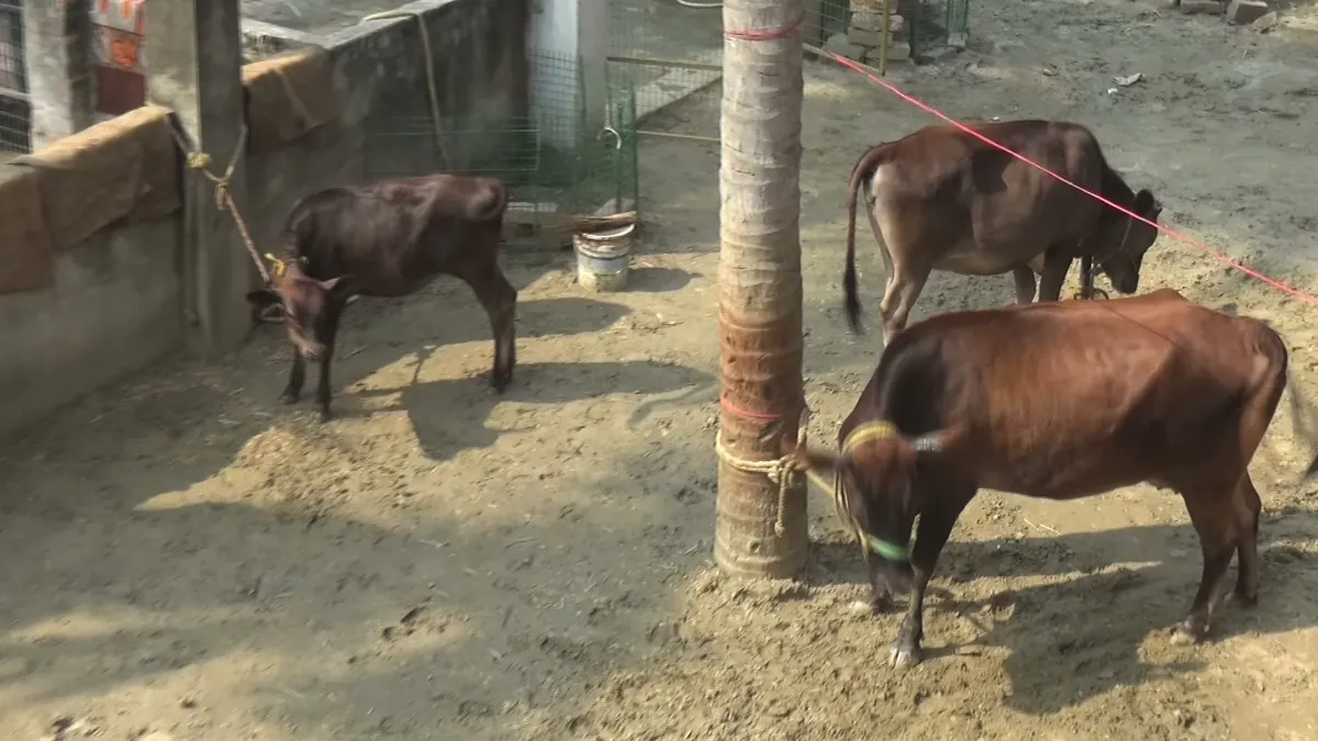 Goshala daily care activities