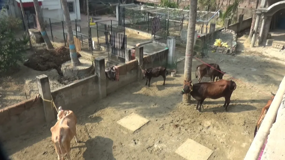 Sacred cows at Narahari Dham