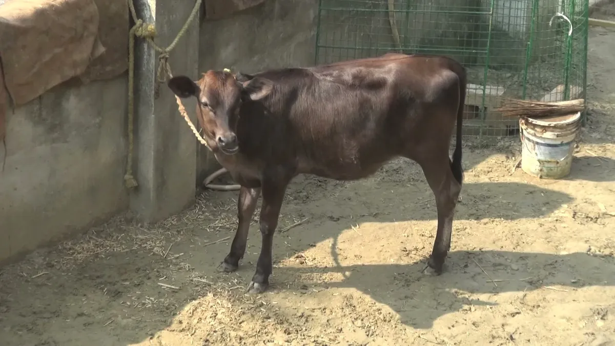 Goshala facility and cows