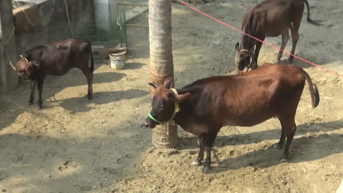 Goumata under care at the Goshala