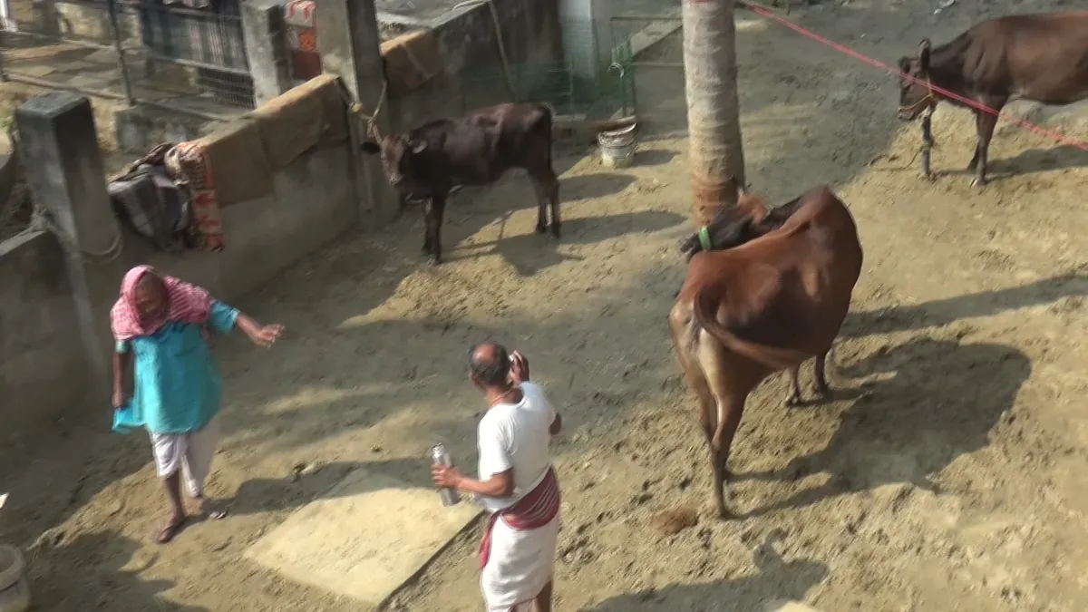 Goshala — protecting the sacred cows