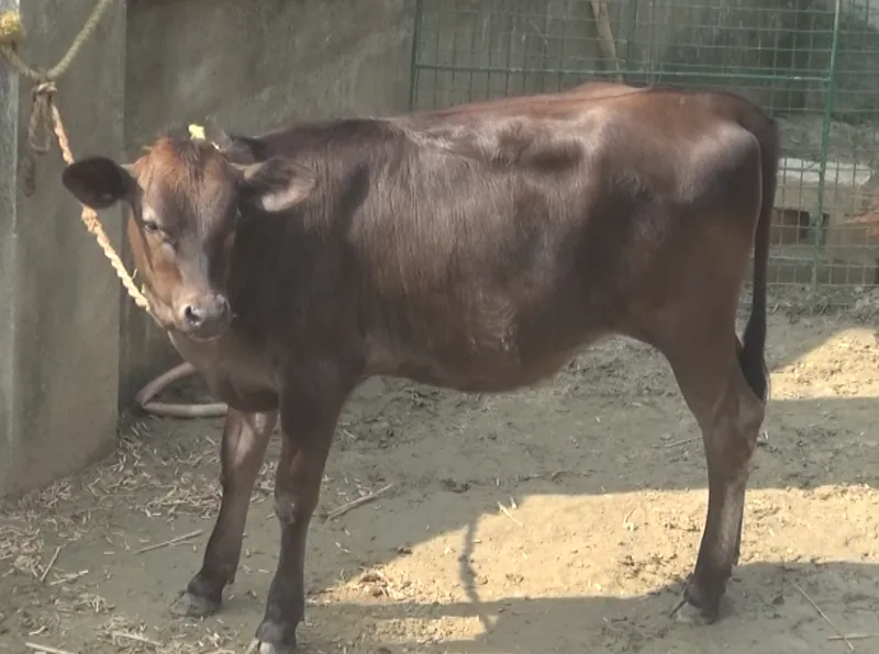 Feeding and serving indigenous cows at Ashram Goshala